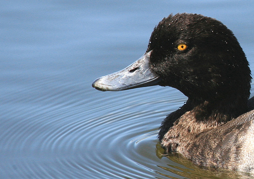Bow Wave   httpp://www.flickr.com/photos/jurvetson/
